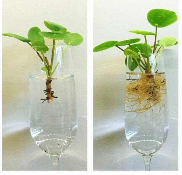 酢浆草养殖方法：打造家中绿色小角落